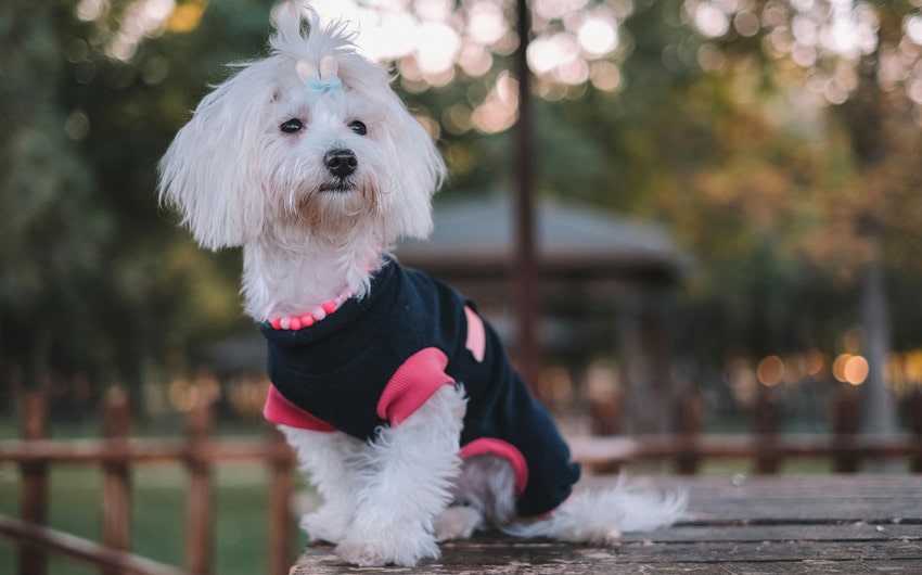 Maltese