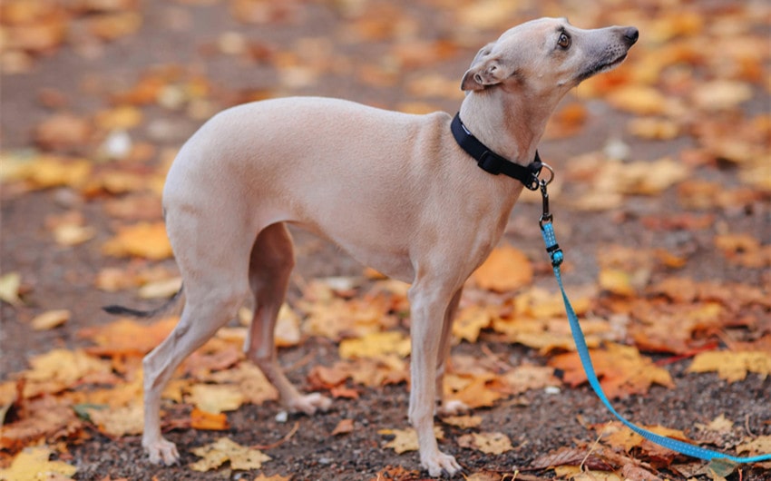 Whippet