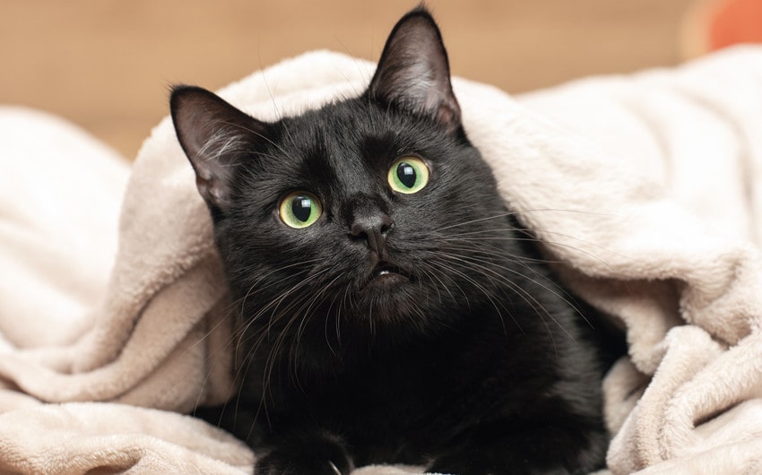 black cat names