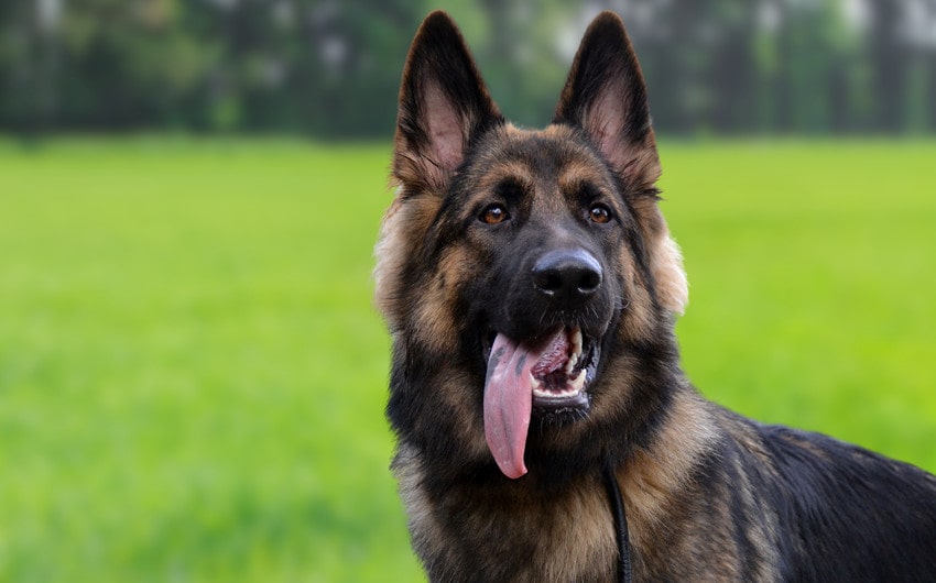 german shepherd names
