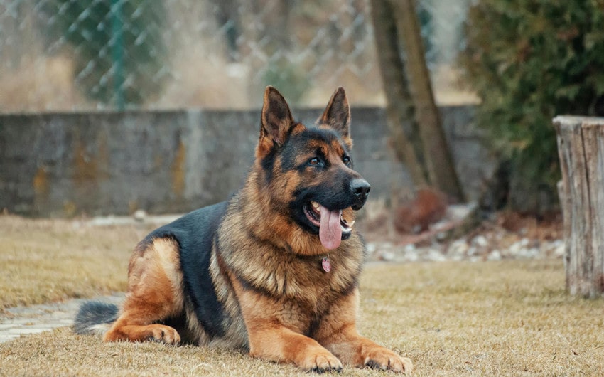 german shepherd names