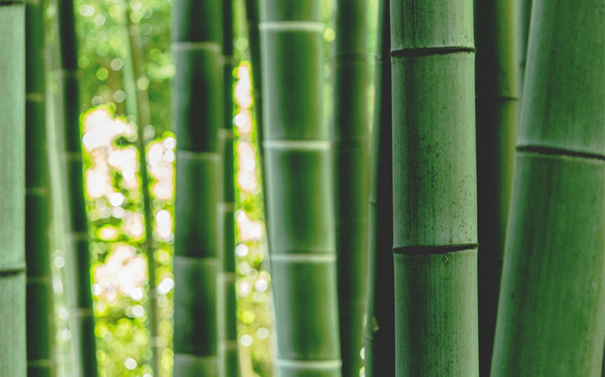 Bamboo