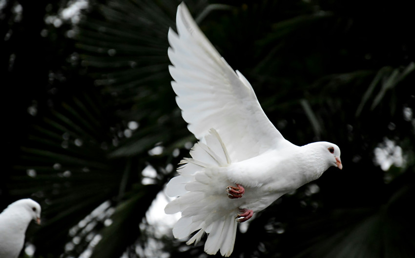 Dove