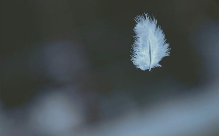 Feather
