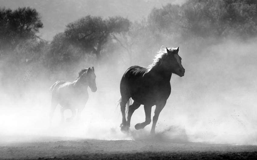 Horse