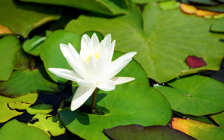 Lotus Flower