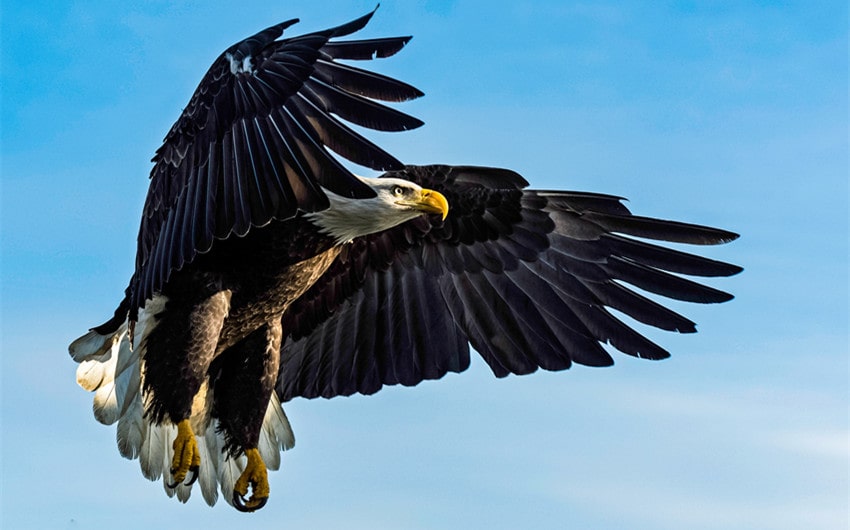 Native American Eagle
