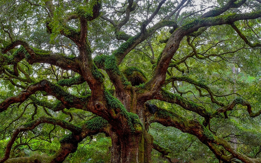 Oak Tree