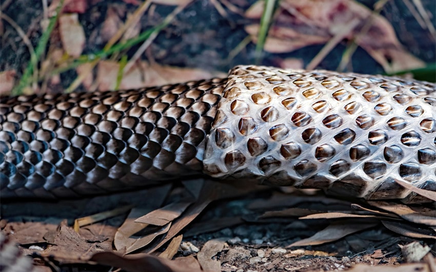 Snake