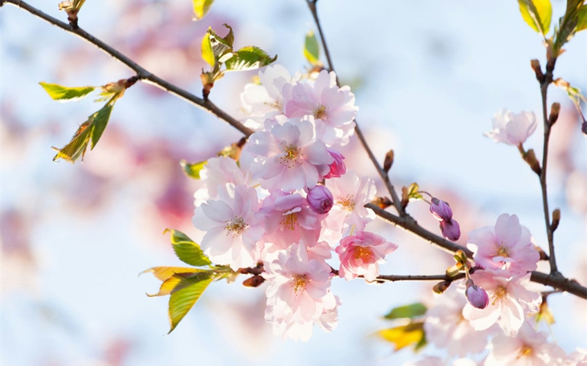 Spring Season