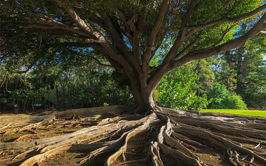Tree of Life