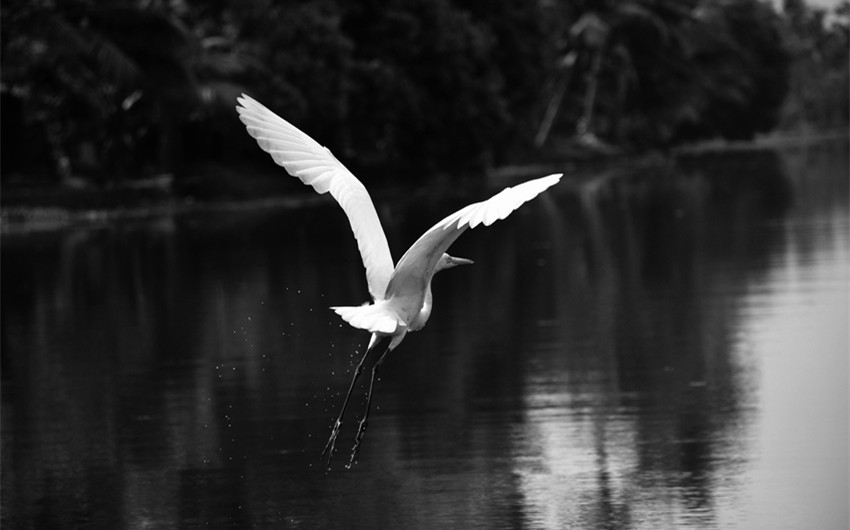 wings