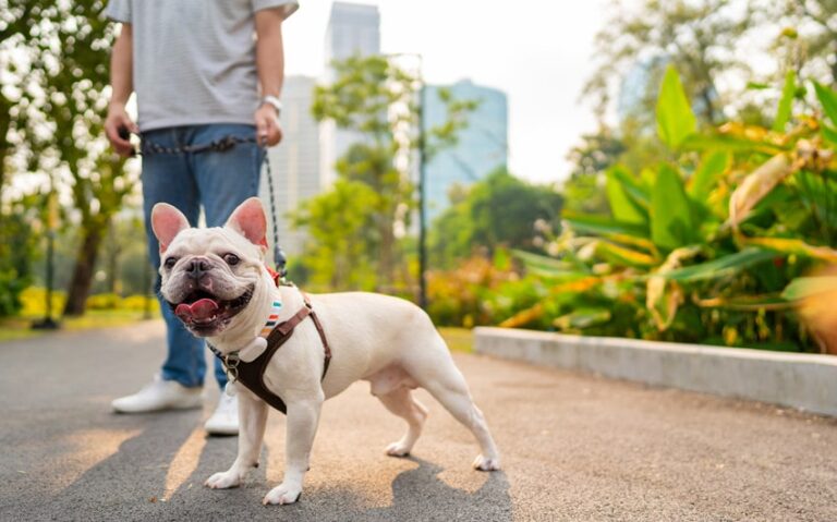 Thoughtful Surprises for Every Dog Parent