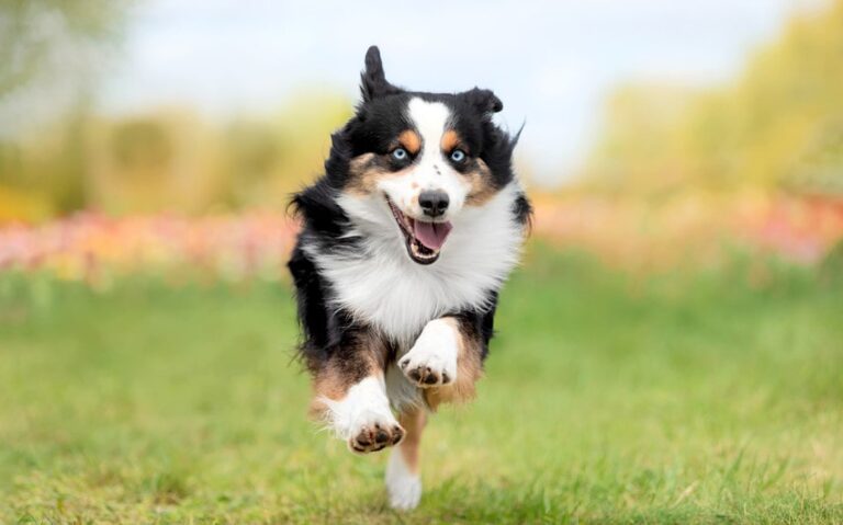 australian shepherd eat a day