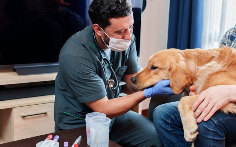 emergency veterinary care in new port richey