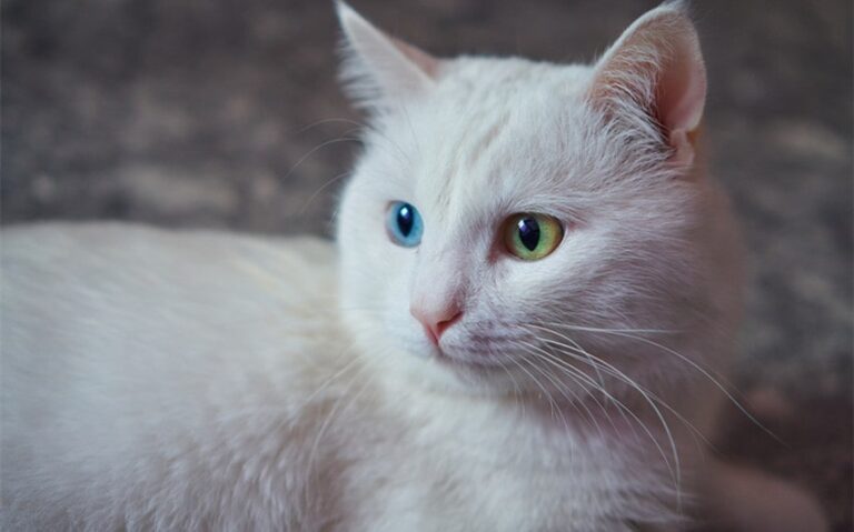 What Your Cats DNA Can Tell You