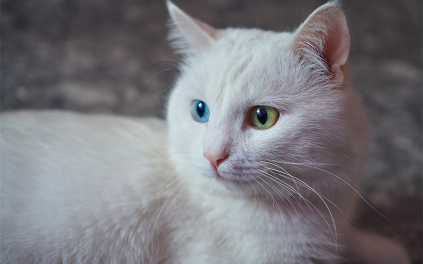 What Your Cats DNA Can Tell You