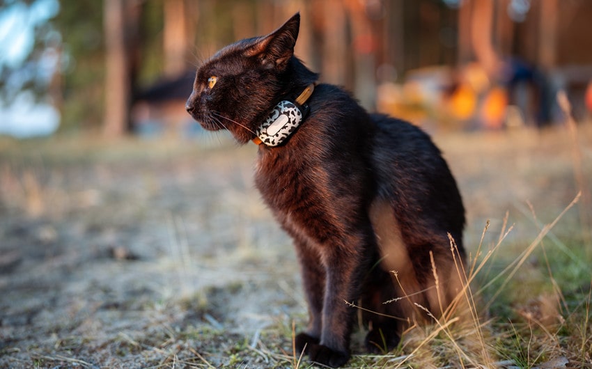 every outdoor cat should have gps trackers