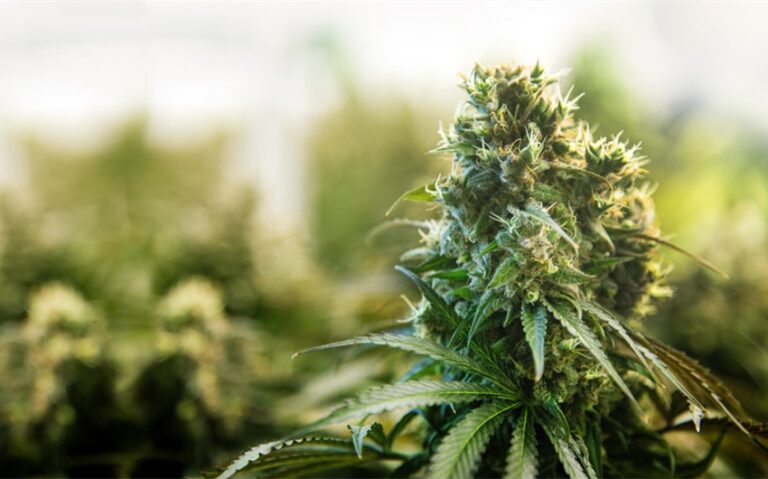 Northern Lights Is One Of The Most Loved Strains