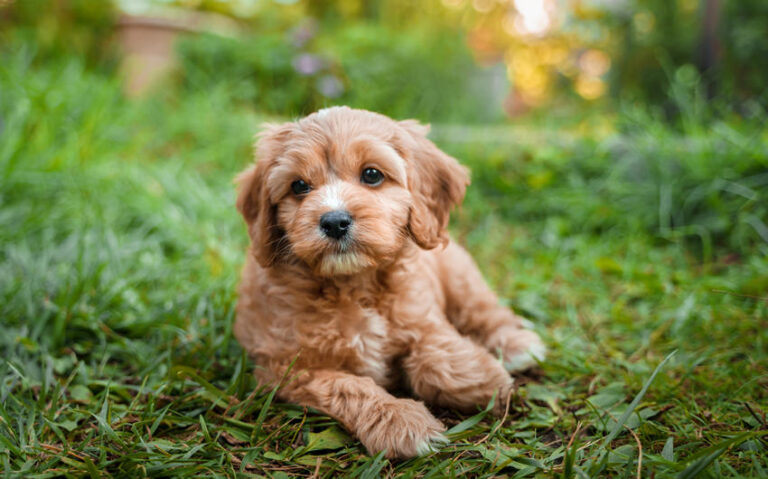 Cavapoo Puppy Traits