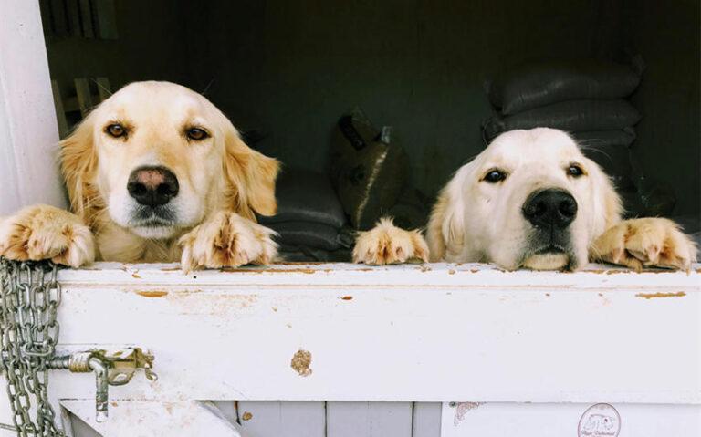 Run A Successful Doggy Daycare Business