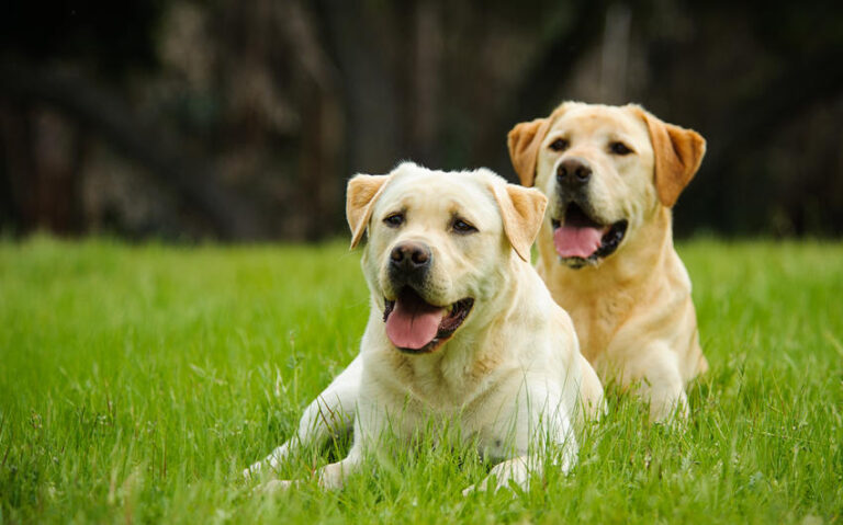 Importance of Pedigree