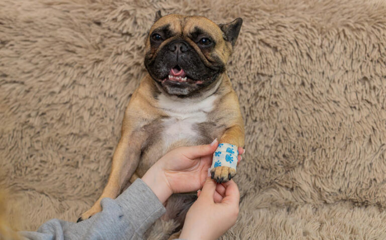 Natural Ways to Support Your Dog’s Wellness at Home